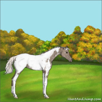 Horse Color:White Spotted Silver Grullo Tobiano Appaloosa Brindle 