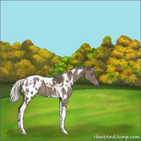Horse Color:White Spotted Silver Grullo Tobiano Blanket Brindle