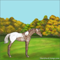 Horse Color:White Spotted Silver Grullo Near Fewspot Brindle