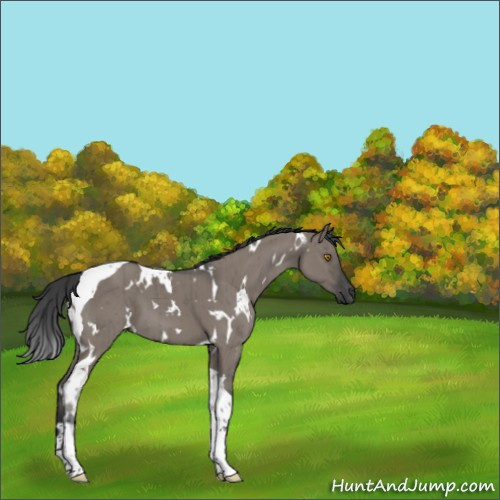 Horse Color:White Spotted Grullo Tobiano Brindle