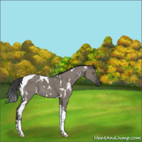 Horse Color:White Spotted Grullo Tobiano Brindle
