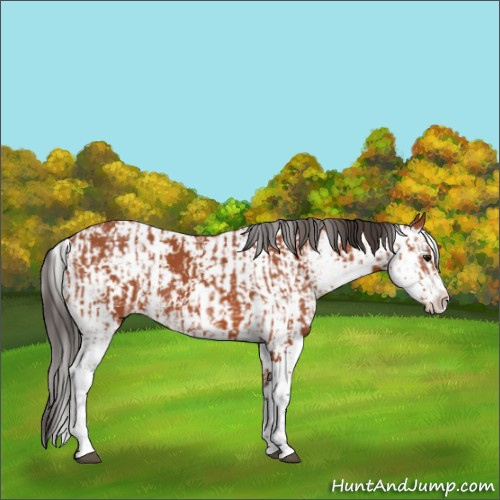 Horse Color:Bay Sabino and Bay Sabino Splash