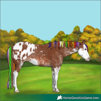 Horse Color:Painted Chestnut Sabino Splash Blanket