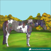 Horse Color:Nacre Liver Chestnut Tobiano Appaloosa 