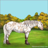 Horse Color:Silver Brown Dun Near Leopard 