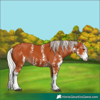 Horse Color:Bay Sabino and Silver Bay Sabino