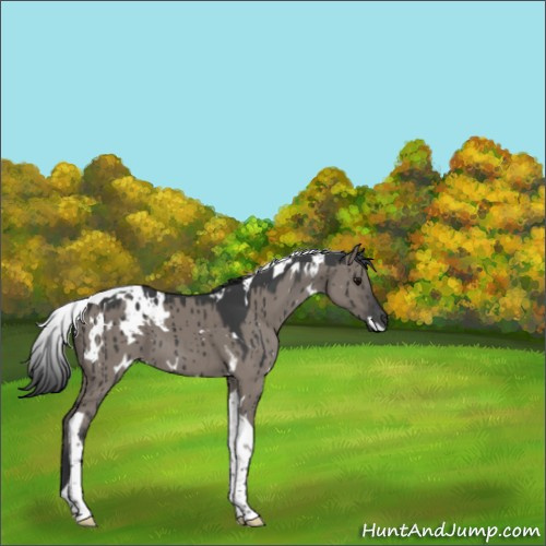 Horse Color:White Spotted Grullo Tobiano Brindle