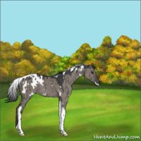 Horse Color:White Spotted Grullo Tobiano Brindle