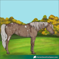 Horse Color:White Spotted Silver Grullo Brindle