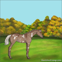 Horse Color:White Spotted Silver Grullo Brindle