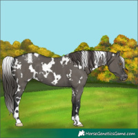 Horse Color:White Spotted Grullo Appaloosa Brindle