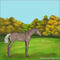 Horse Color:White Spotted Silver Grullo Brindle 