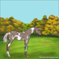 Horse Color:White Spotted Silver Grullo Brindle 