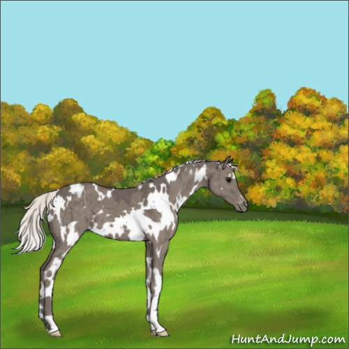 Horse Color:White Spotted Silver Grullo Varnish Brindle