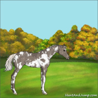 Horse Color:White Spotted Silver Grullo Appaloosa Brindle
