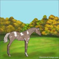 Horse Color:White Spotted Silver Grullo Brindle 