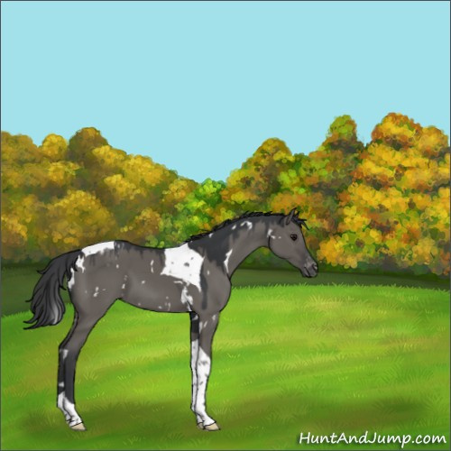 Horse Color:White Spotted Grullo Tobiano Blanket