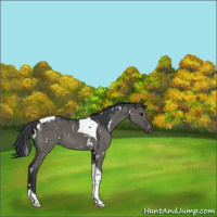 Horse Color:White Spotted Grullo Tobiano Blanket 