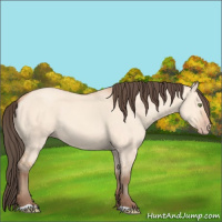 Horse Color:Amber Champagne Dun