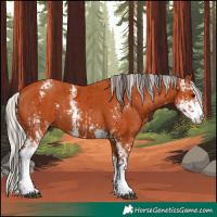 Horse Color:Bay Sabino  and Silver Bay Sabino 
