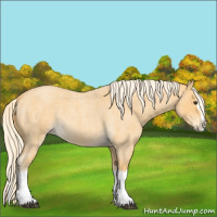 Horse Color:Palomino Roan Splash