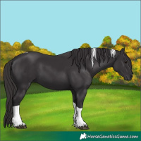 Horse Color:Smoky Black Tobiano 