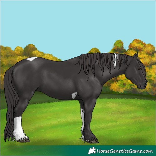 Horse Color:Smoky Black Tobiano 