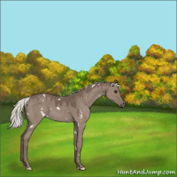 Horse Color:White Spotted Silver Grullo 