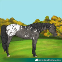 Horse Color:White Spotted Grullo Appaloosa Brindle 