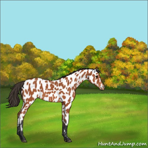 Horse Color:Bay Appaloosa 