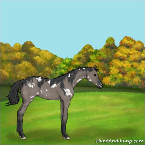 Horse Color:White Spotted Grullo