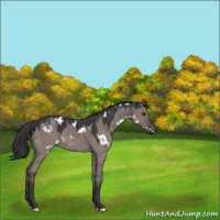 Horse Color:White Spotted Grullo