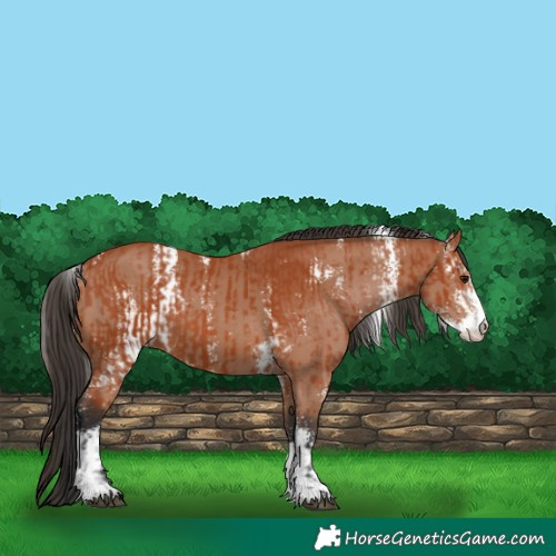 Horse Color:Bay Sabino  and Bay Sabino 