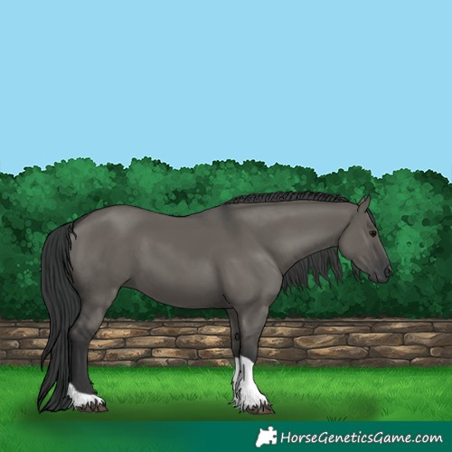 Horse Color:Grullo Tobiano 