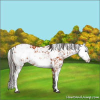 Horse Color:Bay Sabino  and Bay Sabino 