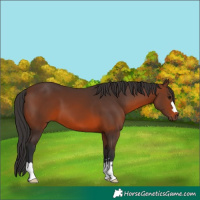 Horse Color:Brown 