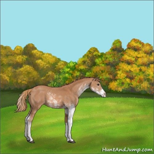 Horse Color:Chestnut Sabino 