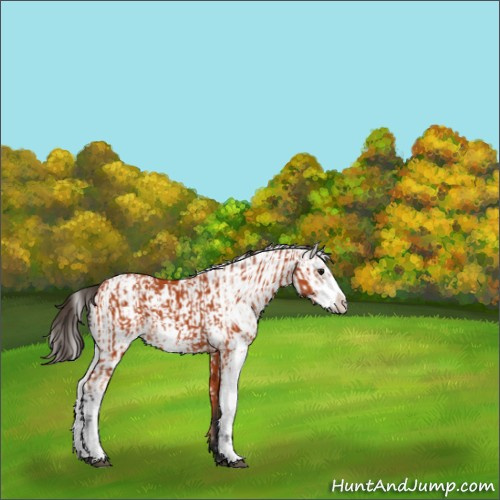 Horse Color:Bay Sabino and Bay Sabino