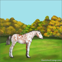 Horse Color:Bay Sabino  and Bay Sabino 