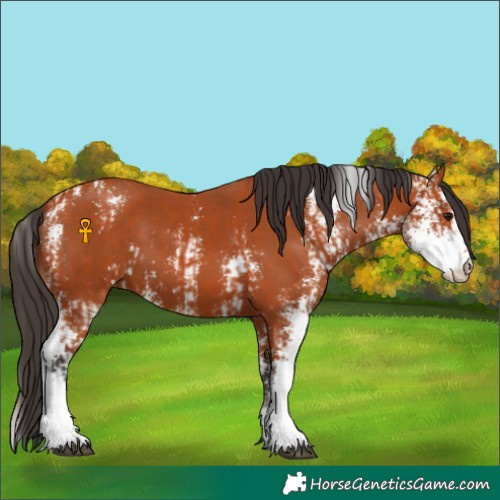 Horse Color:Bay Sabino  and Bay Sabino 