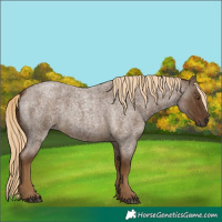 Horse Color:Unknown 