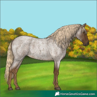 Horse Color:Chocolate Palomino Roan 