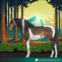 Horse Color:Buckskin Tobiano 