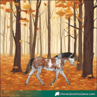 Horse Color:Brown Roan  and Bay Sabino Splash 