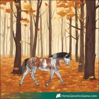 Horse Color:Brown Roan  and Bay Sabino Splash 