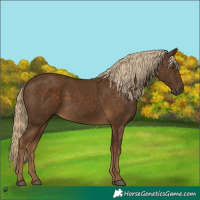 Horse Color:Chocolate Palomino 