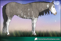 Horse Color:Grullo Sabino Splash  and Grullo Sabino Splash Rabicano 