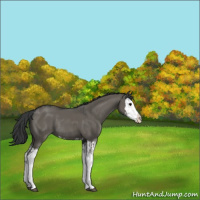Horse Color:Grullo Sabino Splash  and Grullo Sabino Splash Rabicano 