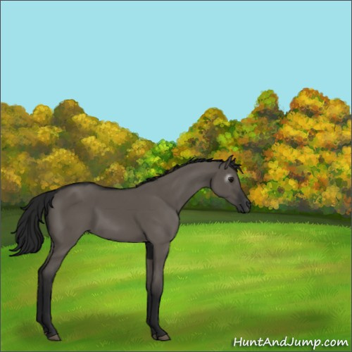 Horse Color:Gray Grullo