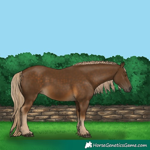 Horse Color:Chocolate Palomino 